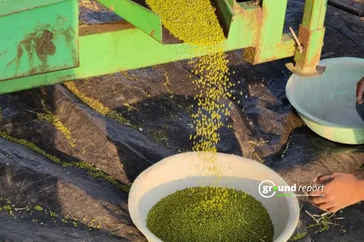 थ्रेशिंग करके मूंग हार्वेस्ट करते किसान