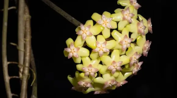 hoya 12