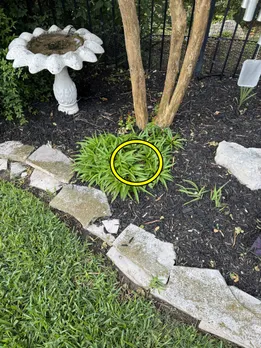 Dangerous snake 3