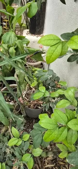 snake in plant 2
