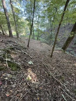 Snake forest 2