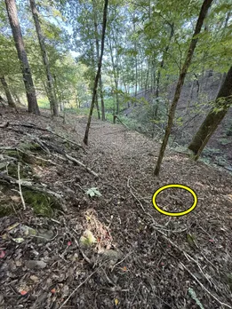 Snake forest 3