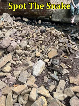Snake stone 3