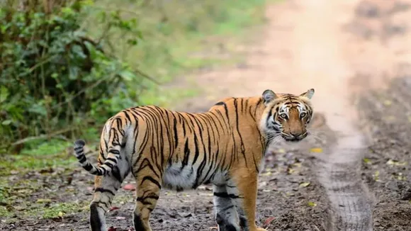 Jim Corbett Tiger Reserve