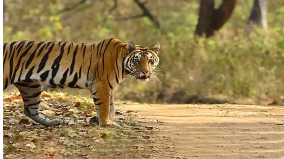 Kanha Tiger Reserve