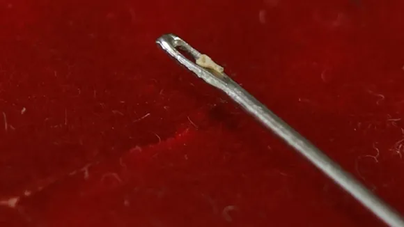 Copy of Local Samosa FI