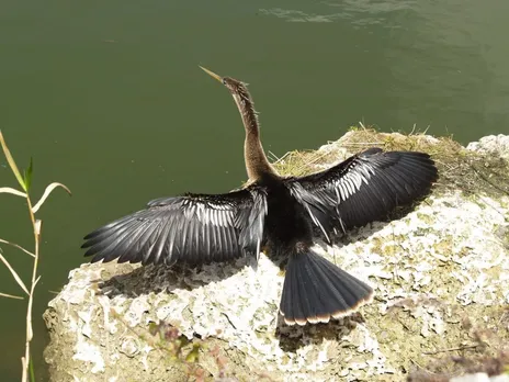 anhinga-966527_1920-1024x768