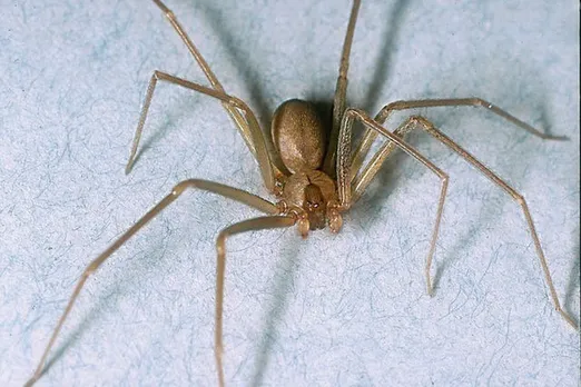 Brown Recluse Spider