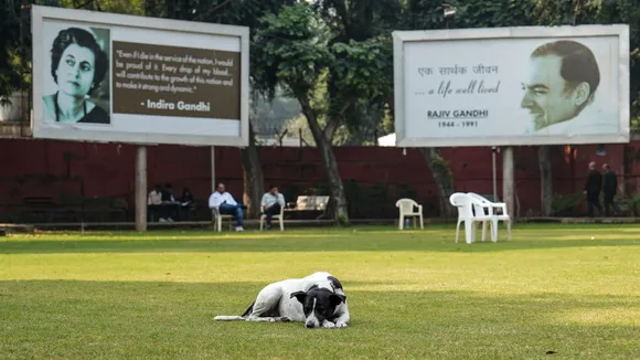 A dog rests at Congress office on the day of the results of Bihar elections in New Delhi on Friday, Nov 14, 2025.