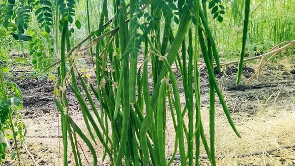 DRUMSTICK PRICE RISE 02