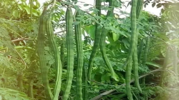 DRUMSTICK PRICE RISE 03