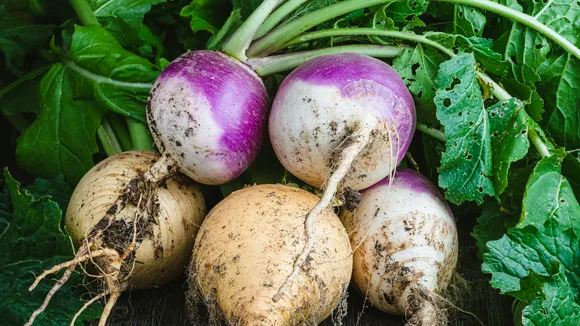 Turnip
