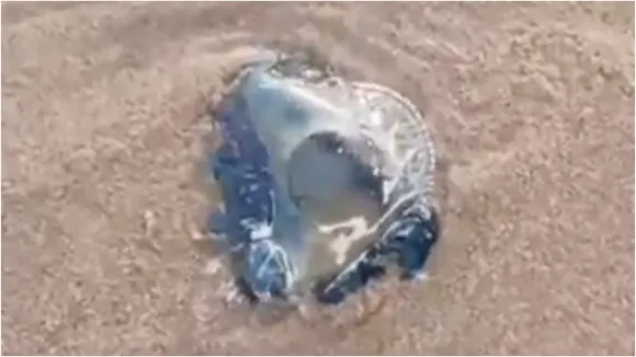 Jelly fish