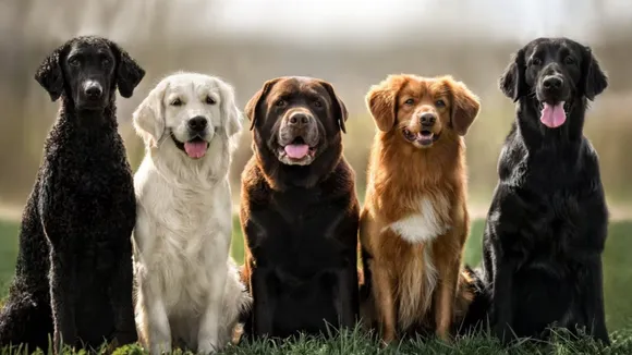 Surat Municipal Corporation introduces dog licence in Gujarat