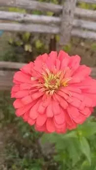 patnam banthi