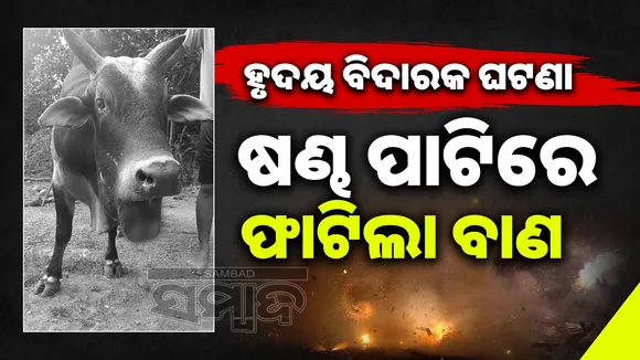 cracker blast in bulls mouth