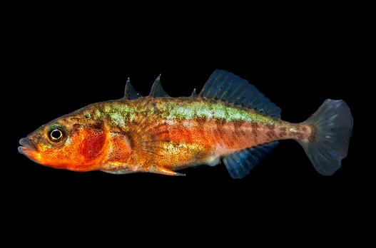 Screenshot 2025-07-02 161950