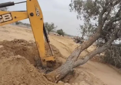 Khejri Tree Cutting in Rajasthan