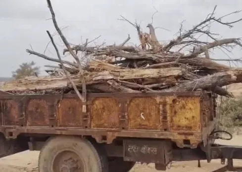 Khejri Tree Cutting in Rajasthan