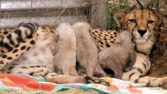 cheetah-project-india-kuno-jwala-reaches-rajasthan-rescue-operation