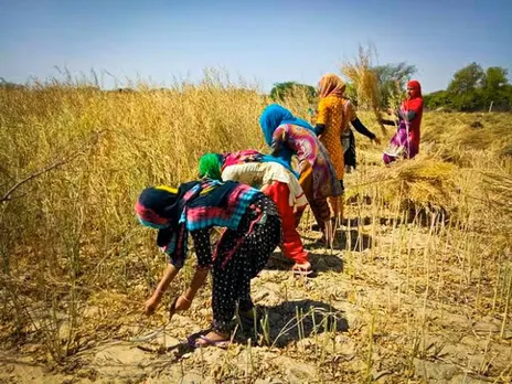 mustard-production-and-processing-in-rajasthan-2025