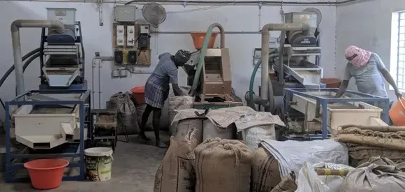 rajasthan-bajra-production-processing-issues-exports