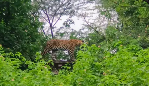 leopard-sighting-jaipur-gopalpura-rescue-operation