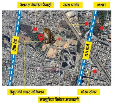 leopard-sighting-jaipur-gopalpura-rescue-operation