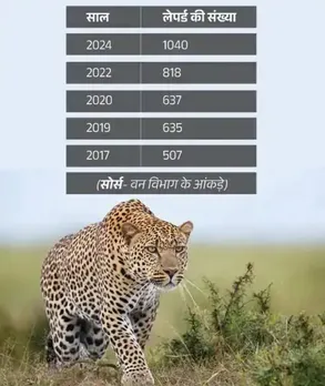 leopard-sighting-jaipur-gopalpura-rescue-operation