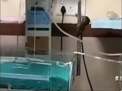 mouse2