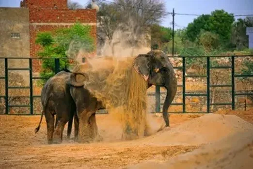 elephant-conservation-rajasthan-jaipur-hathi-gaon