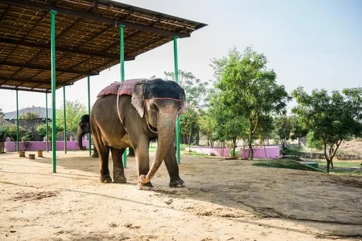 elephant-conservation-rajasthan-jaipur-hathi-gaon