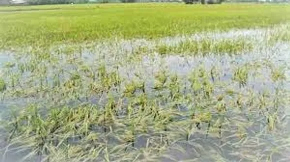 pradhanmantri-fasal-bima-yojana-no-benefits-farmers-rajasthan