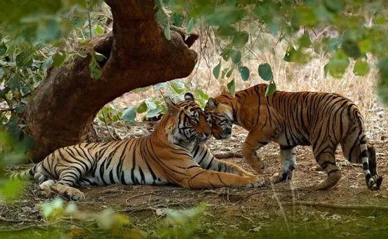 tiger