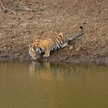 sariska 2