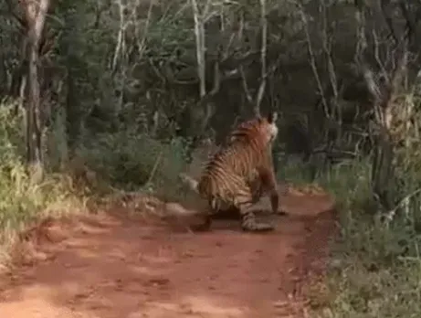 ranthambore-tiger-reserve-mother-daughter-fight-territorial-battle