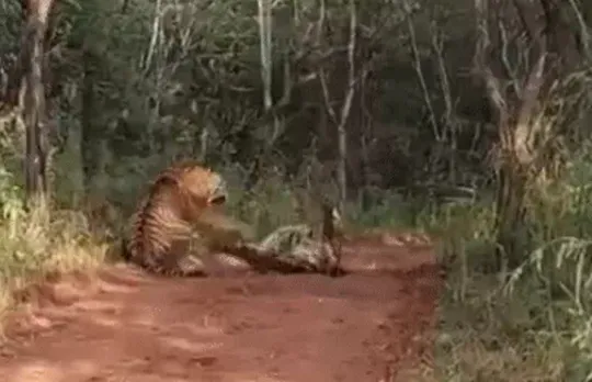 ranthambore-tiger-reserve-mother-daughter-fight-territorial-battle