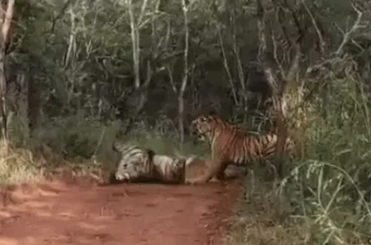 ranthambore-tiger-reserve-mother-daughter-fight-territorial-battle
