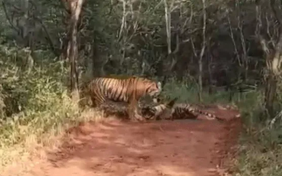 ranthambore-tiger-reserve-mother-daughter-fight-territorial-battle