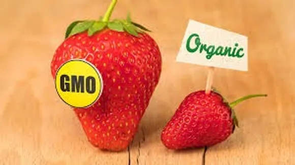 gm-food-ban-rajasthan-high-court-regulation