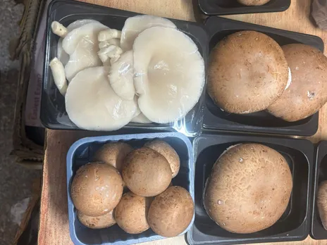 pk mushroom