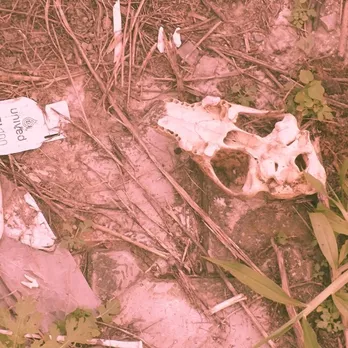 Dog skulls and bones