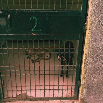 Dog Sterilization Centre in Delhi