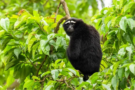 hoolock gibbon 