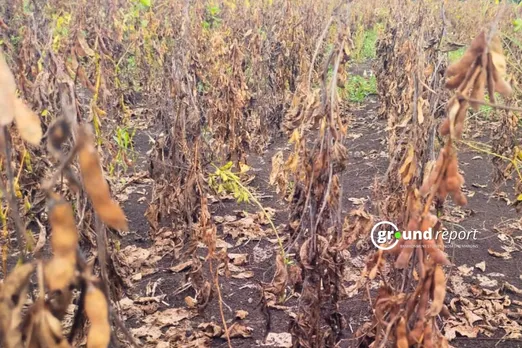 Soybean Crop Destroyed