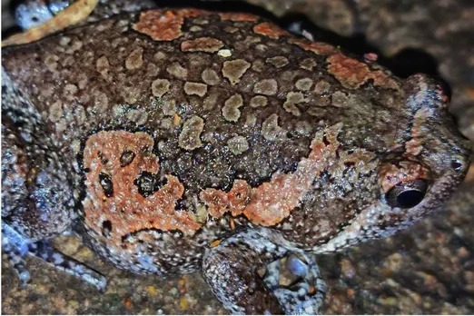 Ujjain Indian Painted Frog