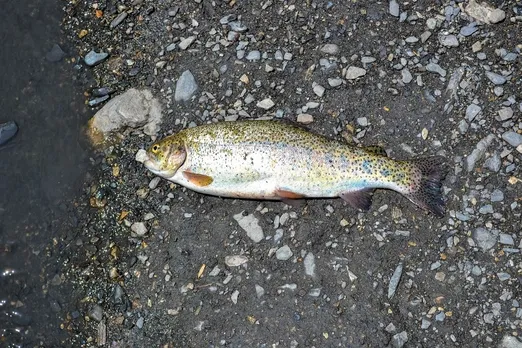 Why Himachal Pradesh imposes four month ban on trout fishing