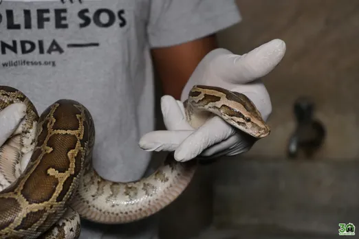 Pythons rescued by Wildlife SOS at Delhi's Power Training Institute