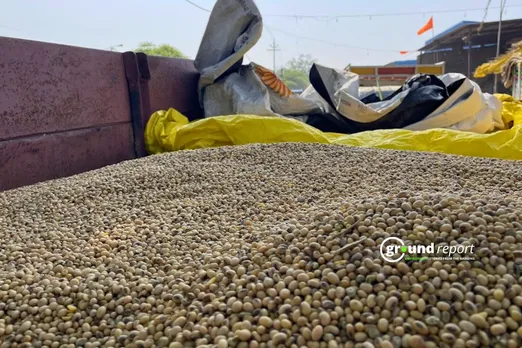 soybean 1135 seeds