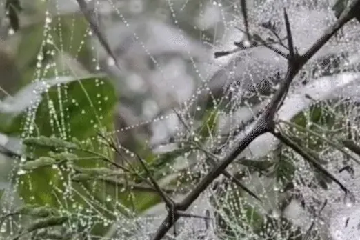 Dense fog and freezing cold grip Madhya Pradesh
